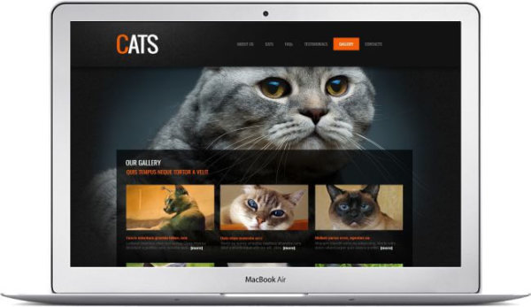 Katzen Webseite